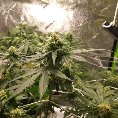 Pineapple Express growlog timeline photo