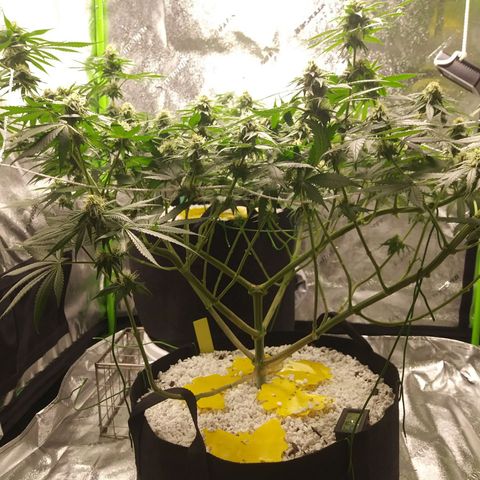 Pineapple Express growlog timeline photo
