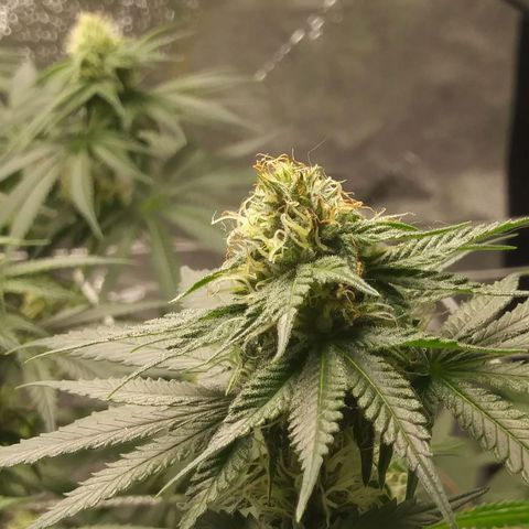 Pineapple Express growlog timeline photo