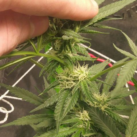 Green Cush growlog timeline photo