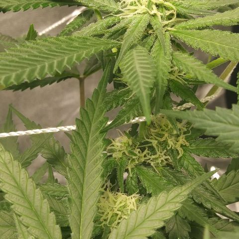Green Cush growlog timeline photo