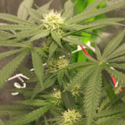 Green Cush growlog timeline photo