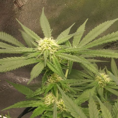 Green Cush growlog timeline photo