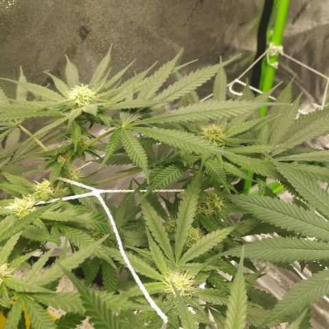 Green Cush growlog timeline photo