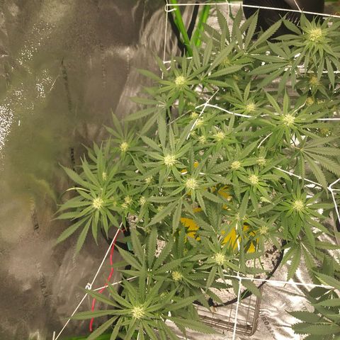 Green Cush growlog timeline photo