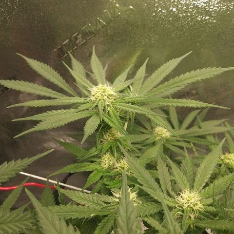 Green Cush growlog timeline photo