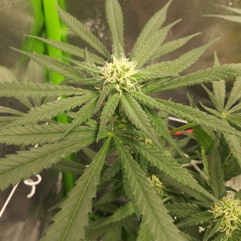 Green Cush growlog timeline photo