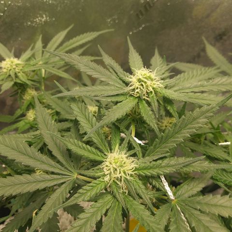 Green Cush growlog timeline photo
