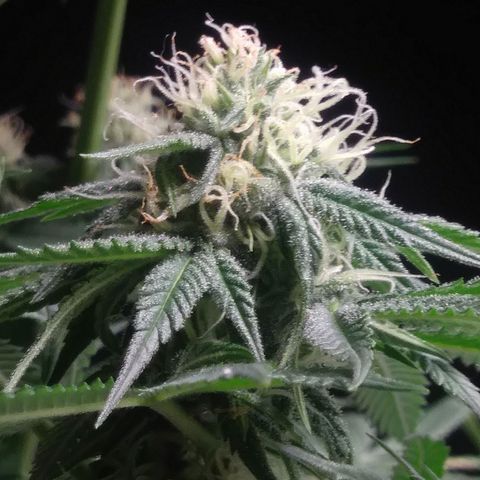 Pineapple Express growlog timeline photo