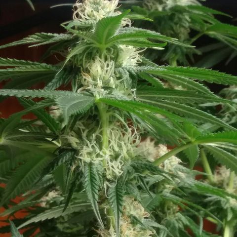 Pineapple Express growlog timeline photo