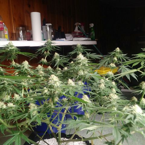 Pineapple Express growlog timeline photo