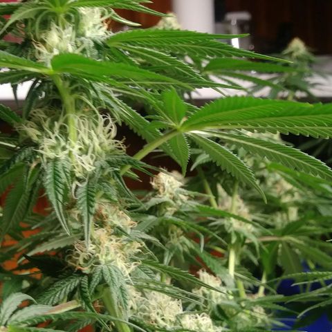 Pineapple Express growlog timeline photo