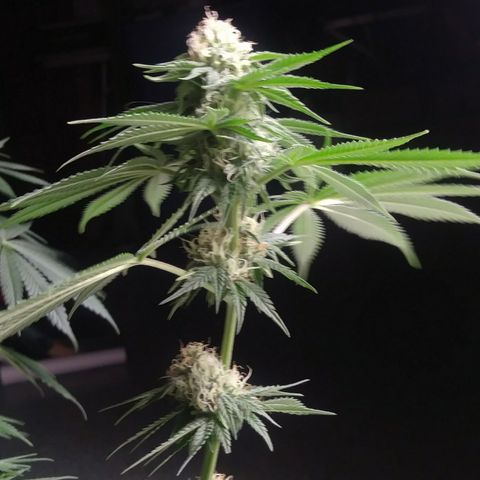 Pineapple Express growlog timeline photo