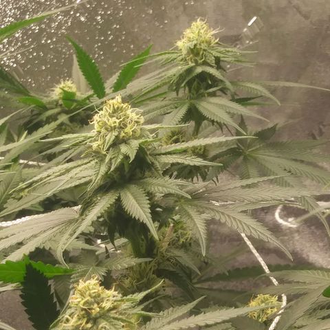 Pineapple Express growlog timeline photo