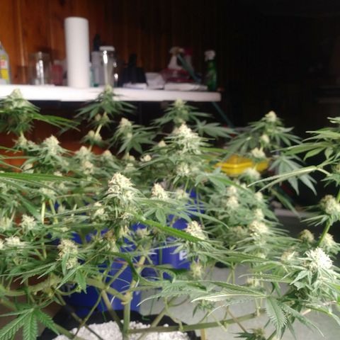 Pineapple Express growlog timeline photo