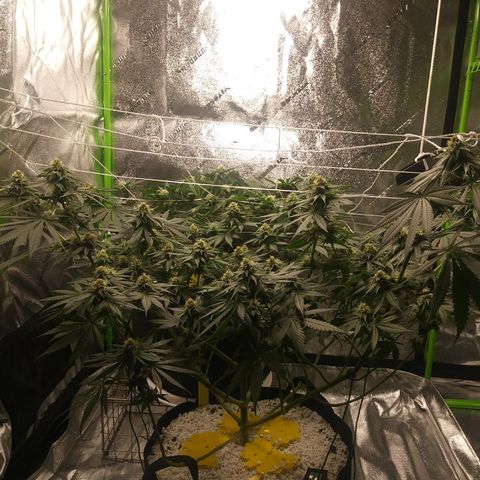 Pineapple Express growlog timeline photo