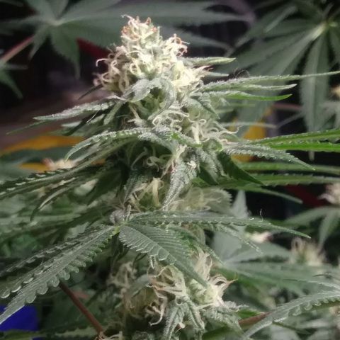 Pineapple Express growlog timeline photo