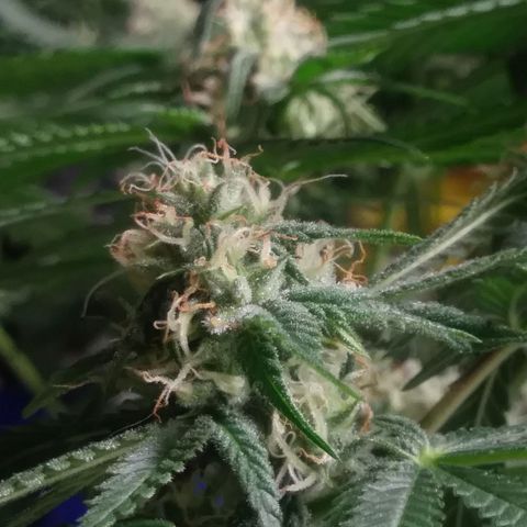 Pineapple Express growlog timeline photo