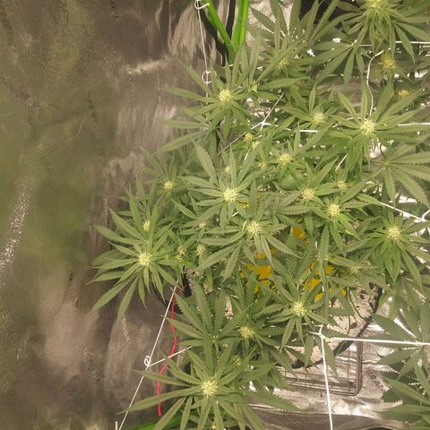 Green Cush growlog timeline photo