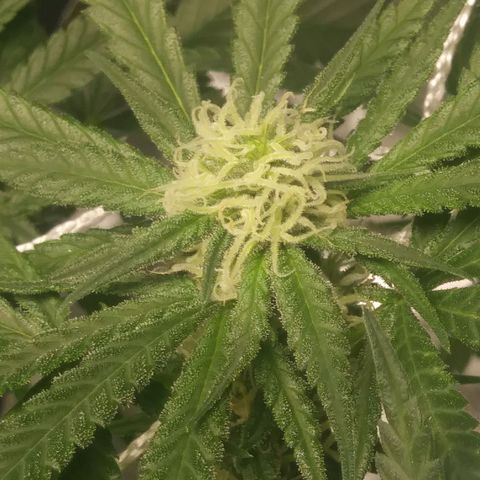 Green Cush growlog timeline photo