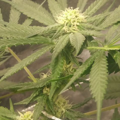 Green Cush growlog timeline photo