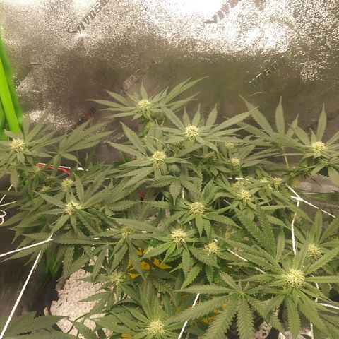Green Cush growlog timeline photo