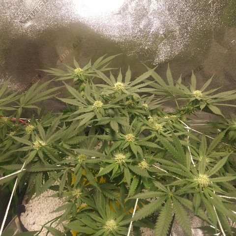 Green Cush growlog timeline photo