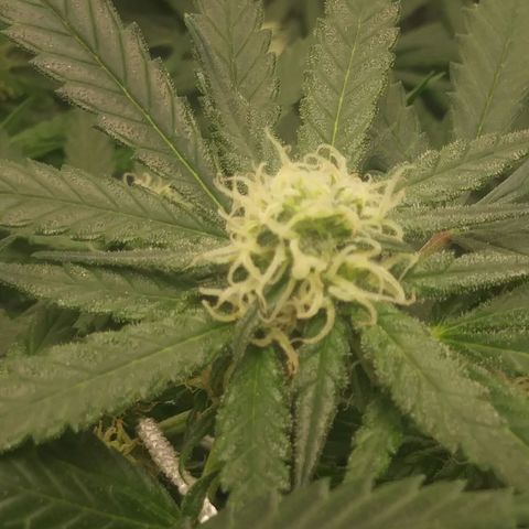 Green Cush growlog timeline photo