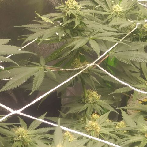Pineapple Express growlog timeline photo