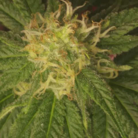 Pineapple Express growlog timeline photo