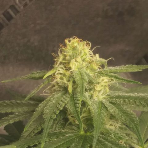 Pineapple Express growlog timeline photo