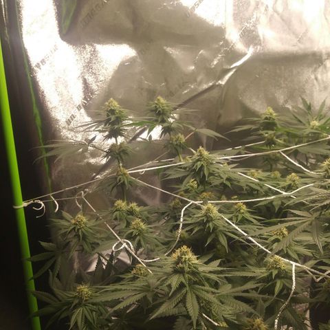 Pineapple Express growlog timeline photo