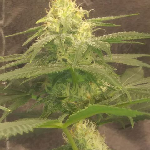 Pineapple Express growlog timeline photo