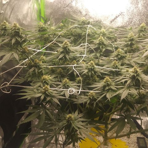 Pineapple Express growlog timeline photo