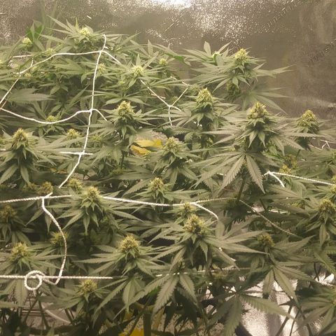 Pineapple Express growlog timeline photo