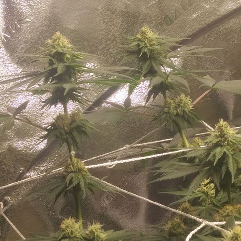 Pineapple Express growlog timeline photo
