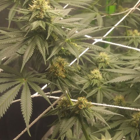 Pineapple Express growlog timeline photo