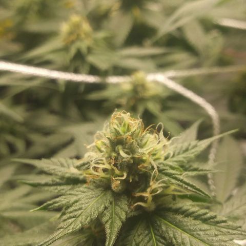 Pineapple Express growlog timeline photo