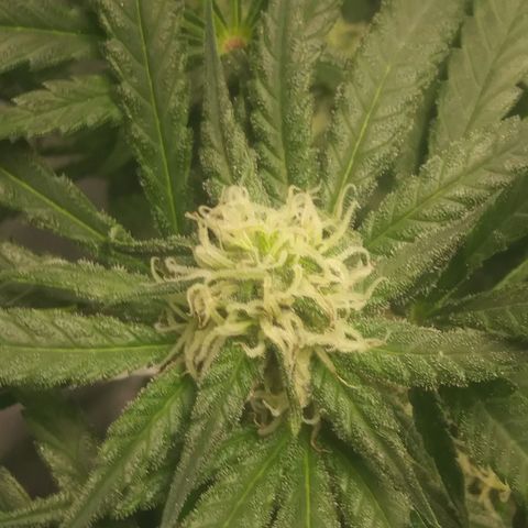 Green Cush growlog timeline photo