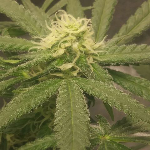 Green Cush growlog timeline photo