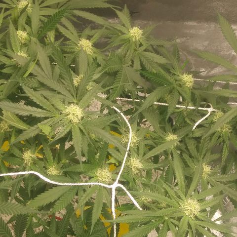 Green Cush growlog timeline photo