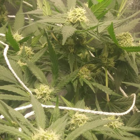 Green Cush growlog timeline photo