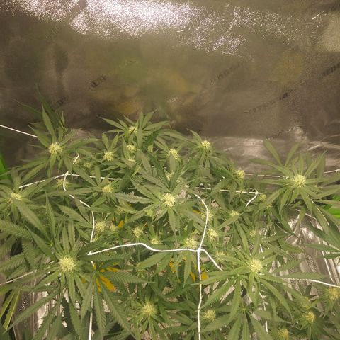 Green Cush growlog timeline photo