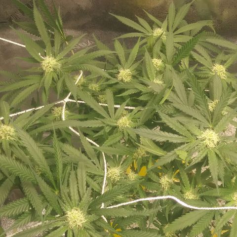 Green Cush growlog timeline photo