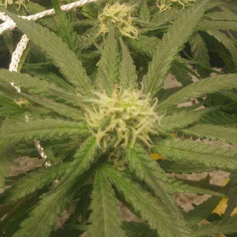 Green Cush growlog timeline photo