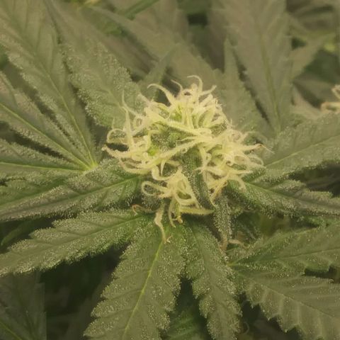 Green Cush growlog timeline photo
