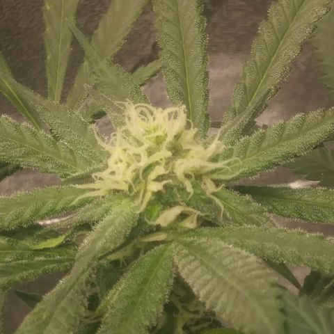 Green Cush growlog timeline photo