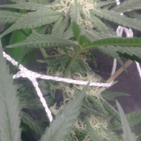 Green Cush growlog timeline photo