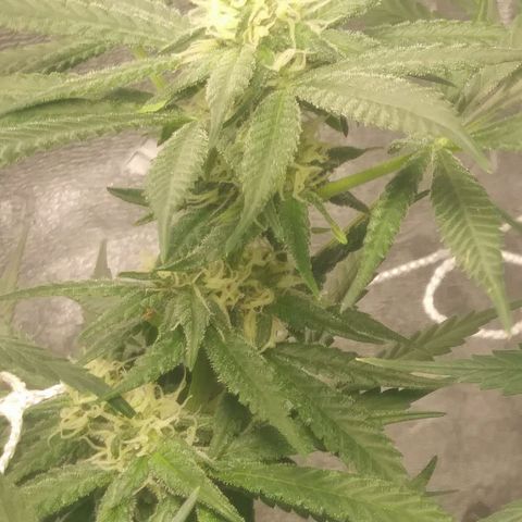 Green Cush growlog timeline photo