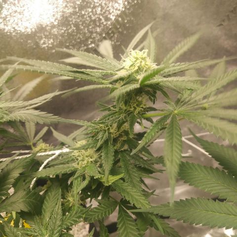 Green Cush growlog timeline photo